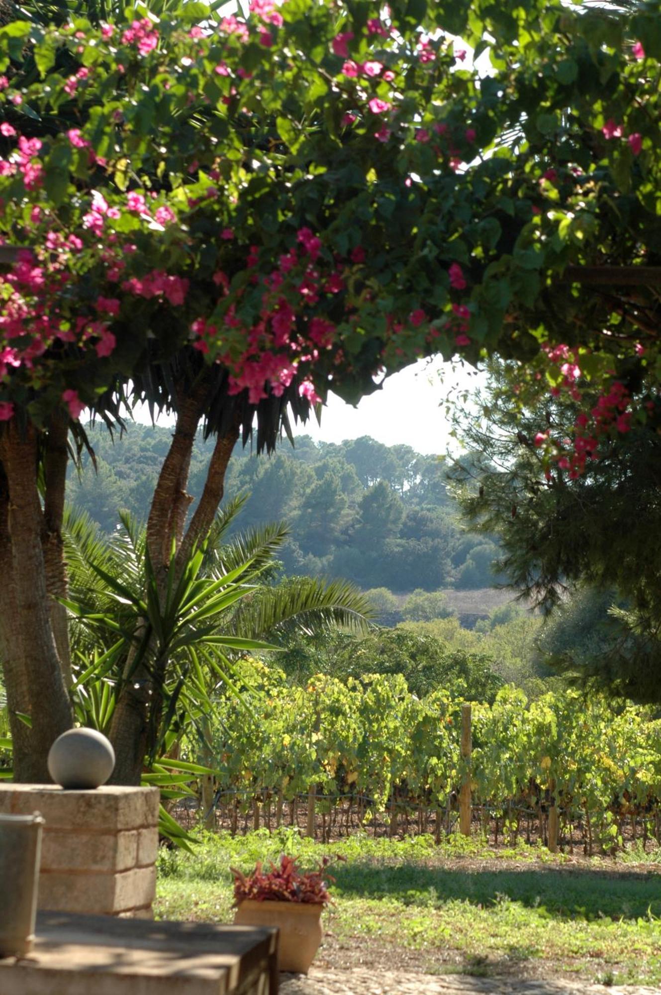 Oliver Moragues Grandhouse & Vineyard 알가이다 외부 사진
